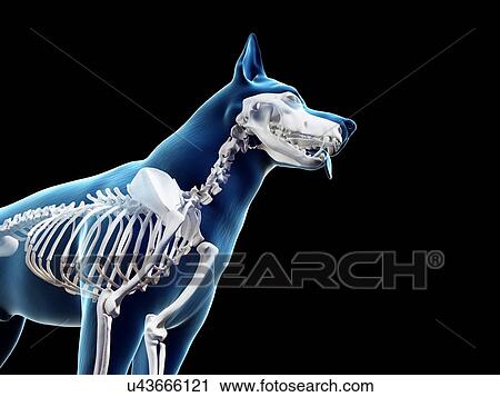 Stock Image - Dog skeleton, illustration. Fotosearch