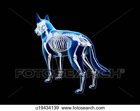 Stock Photo - Dog skeleton, illustration. Fotosearch