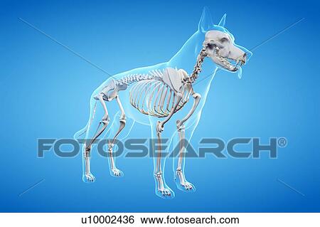 Stock Photograph - Dog skeleton, illustration. Fotosearch