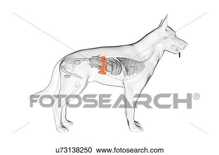 Stock Image - Dog spleen, illustration. Fotosearch