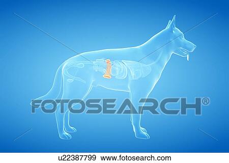 Stock Photo - Dog spleen, illustration. Fotosearch
