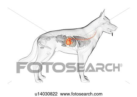 Stock Image - Dog stomach, illustration. Fotosearch