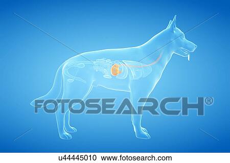 Dog stomach, illustration View Large Photo Image Stock Image - Dog stomach, illustration. Fotosearch