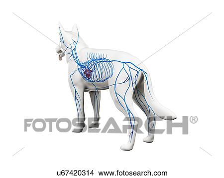 Dog veins, illustration View Large Photo Image Picture - Dog veins, illustration. Fotosearch