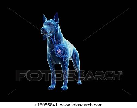 Stock Image - Dog veins, illustration. Fotosearch