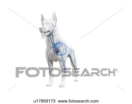 Stock Image - Dog veins, illustration. Fotosearch