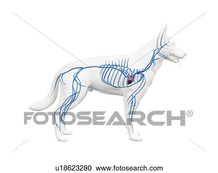 Stock Image - Dog veins, illustration. Fotosearch