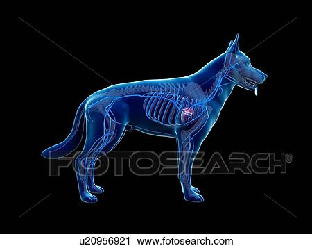 Stock Image - Dog veins, illustration. Fotosearch