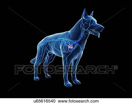Dog veins, illustration View Large Photo Image Stock Image - Dog veins, illustration. Fotosearch