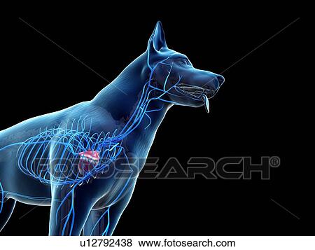 Stock Photo - Dog veins, illustration. Fotosearch