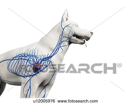 Stock Photograph - Dog veins, illustration. Fotosearch