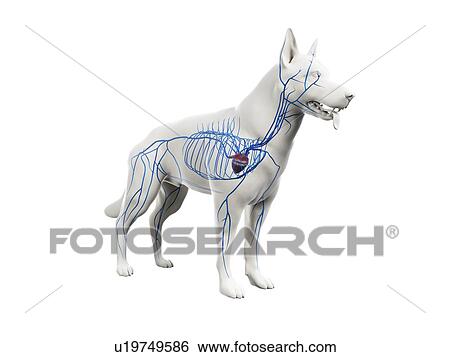 Stock Photograph - Dog veins, illustration. Fotosearch