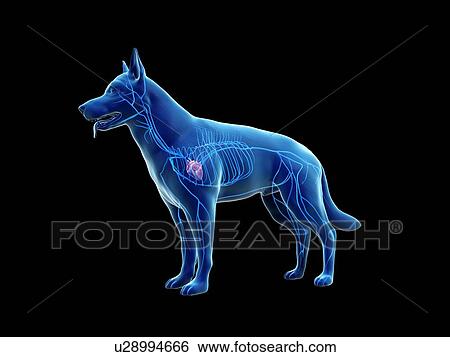 Stock Photograph - Dog veins, illustration. Fotosearch