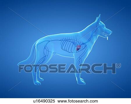Stock Photography - Dog veins, illustration. Fotosearch