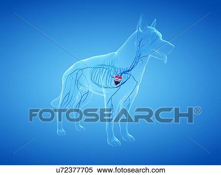 Stock Photography - Dog veins, illustration. Fotosearch