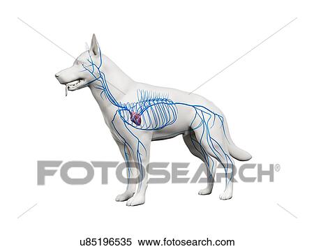 Stock Photography - Dog veins, illustration. Fotosearch