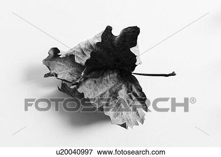 Stock Photo - Dried leaf. Fotosearch