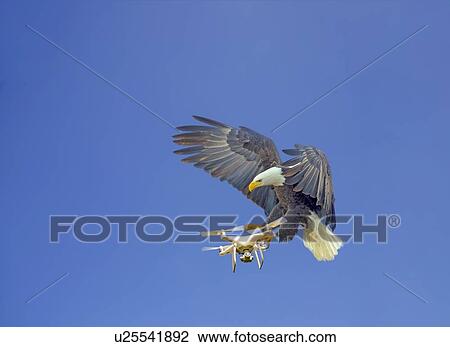 Stock Image - Eagle attacking drone, composite image. Fotosearch