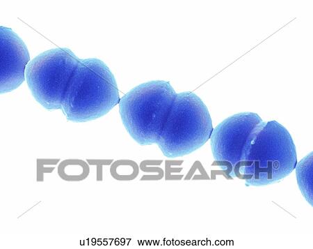 Enterococcus faecalis, SEM View Large Photo Image Stock Photo - Enterococcus faecalis, SEM. Fotosearch