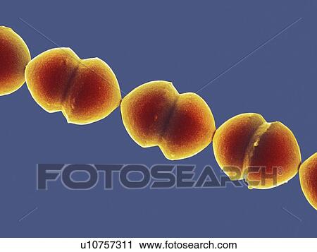 Enterococcus sp. bacteria, SEM View Large Photo Image Stock Image - Enterococcus sp. bacteria, SEM. Fotosearch