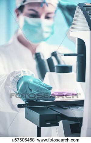 Examining petri dish under microscope View Large Photo Image Stock Photo - Examining petri dish under microscope. Fotosearch