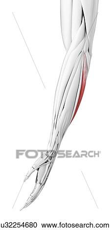 Stock Image - Extensor carpi ulnaris muscle, illustration. Fotosearch