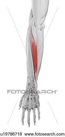 Stock Photo - Extensor carpi ulnaris muscle, illustration. Fotosearch
