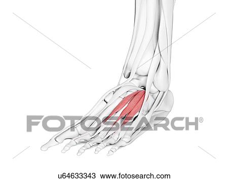 Extensor digitorum brevis muscle, illustration View Large Photo Image Stock Image - Extensor digitorum brevis muscle, illustration. Fotosearch