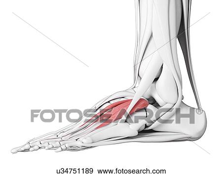 Stock Photo - Extensor digitorum brevis muscle, illustration. Fotosearch
