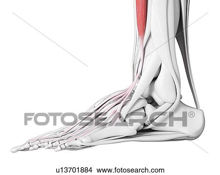 Extensor digitorum longus muscle, illustration View Large Photo Image Picture - Extensor digitorum longus muscle, illustration. Fotosearch