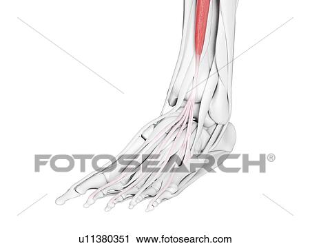 Extensor digitorum longus muscle, illustration View Large Photo Image Stock Image - Extensor digitorum longus muscle, illustration. Fotosearch