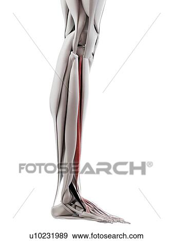 Extensor digitorum longus muscle, illustration View Large Photo Image Stock Photo - Extensor digitorum longus muscle, illustration. Fotosearch