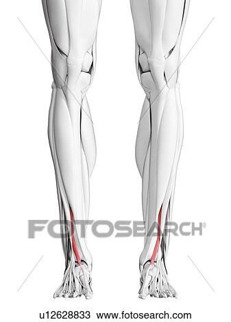 Extensor hallucis longus muscle, illustration View Large Photo Image Stock Image - Extensor hallucis longus muscle, illustration. Fotosearch