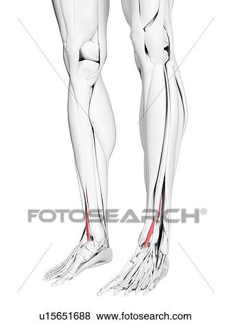 Stock Photo - Extensor hallucis longus muscle, illustration. Fotosearch