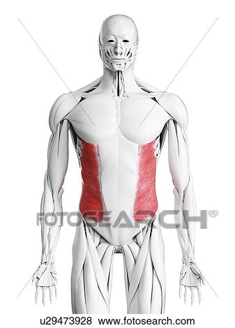 External oblique muscle, illustration View Large Photo Image Stock Photo - External oblique muscle, illustration. Fotosearch