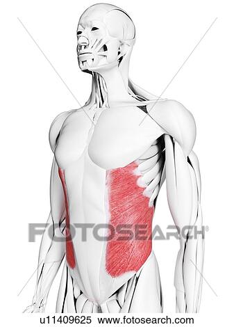 Stock Photography - External oblique muscle, illustration. Fotosearch