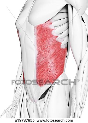 External oblique muscle, illustration View Large Photo Image Stock Photography - External oblique muscle, illustration. Fotosearch