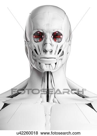 Stock Photo - Eye muscles, illustration. Fotosearch