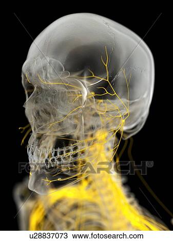 Facial nerves, illustration View Large Photo Image Stock Image - Facial nerves, illustration. Fotosearch