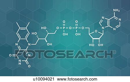 Stock Image - FAD redox coenzyme molecule, illustration. Fotosearch
