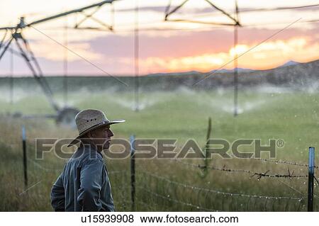 Farmer by irrigation at sunset in Picabo, Idaho, USA View Large Photo Image Stock Photo - Farmer by irrigation at sunset in Picabo, Idaho, USA. Fotosearch