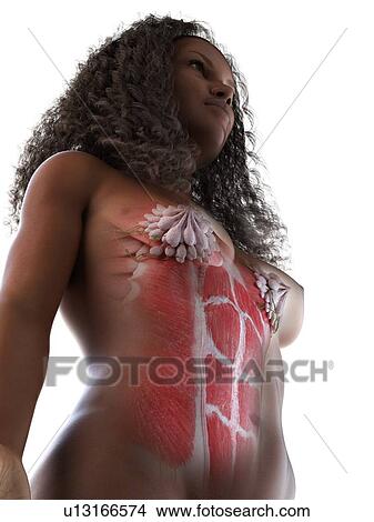 Picture - Female abdominal muscles, illustration. Fotosearch