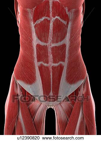 Female abdominal muscles, illustration View Large Photo Image Stock Image - Female abdominal muscles, illustration. Fotosearch