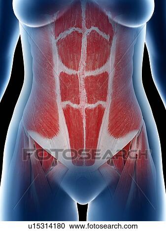 Stock Image - Female abdominal muscles, illustration. Fotosearch