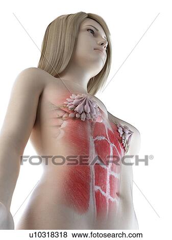 Stock Photo - Female abdominal muscles, illustration. Fotosearch