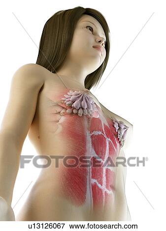 Stock Photo - Female abdominal muscles, illustration. Fotosearch