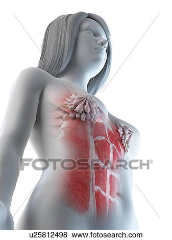 Stock Photo - Female abdominal muscles, illustration. Fotosearch