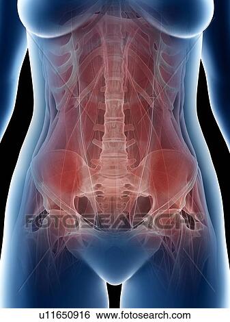 Stock Photograph - Female abdominal muscles, illustration. Fotosearch