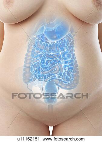 Stock Image - Female abdominal organs, illustration. Fotosearch