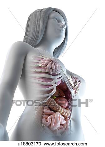 Stock Image - Female abdominal organs, illustration. Fotosearch